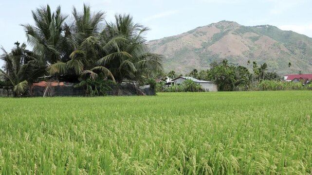 Lush green rice field with palm trees and distant mountains under a clear sky in a rural area. High-quality footage. Rice cultivation in Asia.