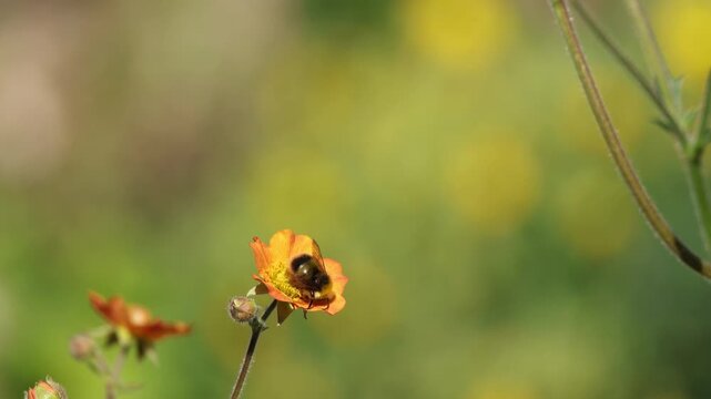 Bee feeding on yellow flower in English country garden, slow motion
