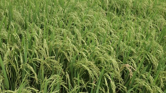 Lush green rice field filled with mature grains, displaying vibrant stalks and dense foliage, creating a rich agricultural landscape ready for harvest. High-quality footage. Rice cultivation in Asia.