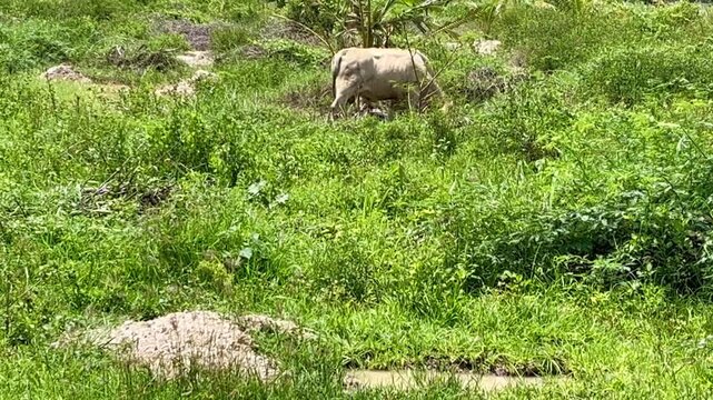 Cows eat grass
