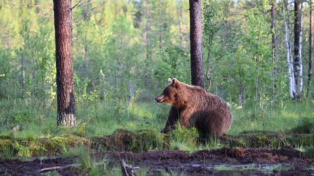 Brown bear walking through wet green forest in Finland wildlife habitat