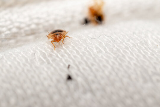 Bed Bug Crawling on White Fabric