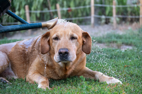 Dog Cooling Down With Water Outdoors on Hot Summer Day