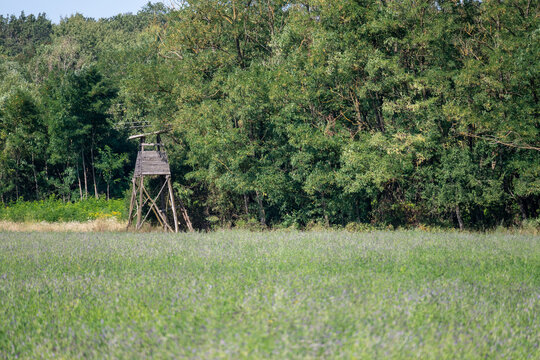 Wooden Hunting Stand in Forest Landscape