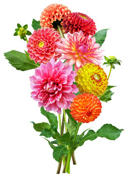 close up of bouquet of mixed colorful dahlia flowers isolated on transparent background