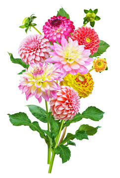 close up of bouquet of mixed colorful dahlia flowers isolated on transparent background