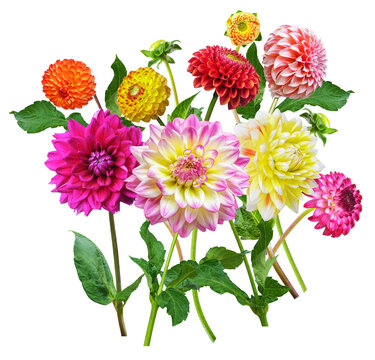 close up of bouquet of mixed colorful dahlia flowers isolated on transparent background