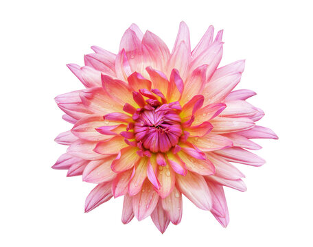 close up of colorful dahlia flower isolated on transparent background, top view