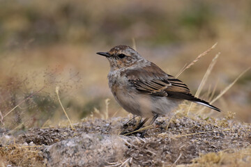 Obraz premium young Northern wheatear // junger Steinschmätzer (Oenanthe oenanthe) - Parque Natural da Serra da Estrela, Portugal