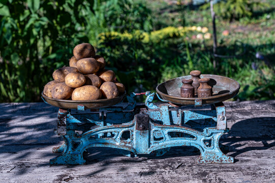Harvested organic raw potatoes on old retro scale in garden, closeup. Concept of local farming, autumn harvest, agriculture market, weighing vegetables, fair trade, eco product, or country lifestyle