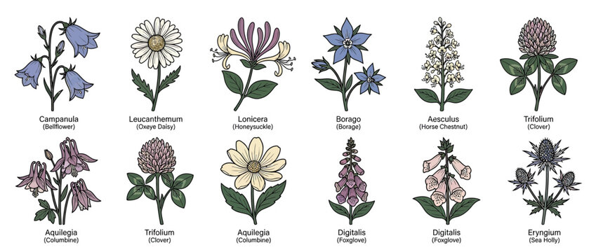 Botanical Illustration Collection of Wildflowers