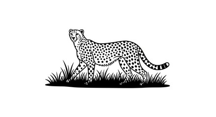 Cheetah walking in grassy field. © Slowme