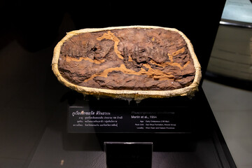 Fossil remains of a Phuwiangosaurus sirindhornae dinosaur displayed in a museum exhibit. © wannasak