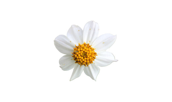 Isolated bidens pilosa flower with clipping paths.