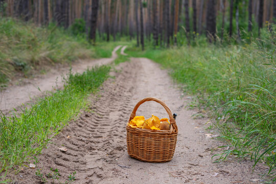 Basket of chanterelles mushrooms on forest background. Autumn harvest.