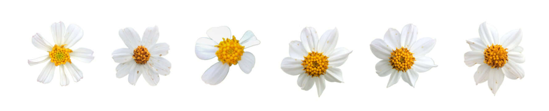 Isolated bidens pilosa flower with clipping paths.