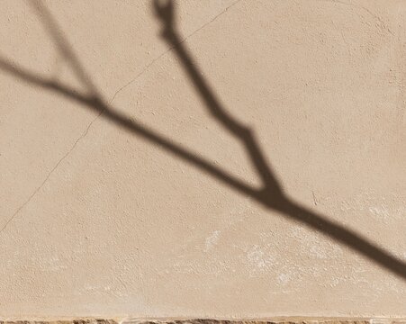 Warm limewash plaster wall with a sharp branch shadow, featuring a chalky tactile texture and soft beige tones for wellbeing and calm space design