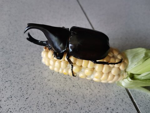 Rhinoceros beetle feeding sweet corn background
