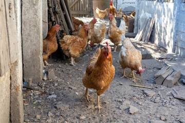 A charming photo collection capturing the lively atmosphere of a rustic farmyard, featuring free-range chickens, colorful roosters, and hens foraging in the sunlit countryside. © Fulop