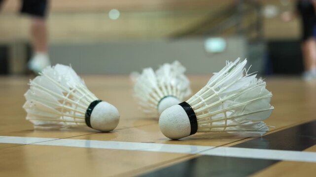Close-up of white shuttlecocks lying on a wooden floor of a badminton court