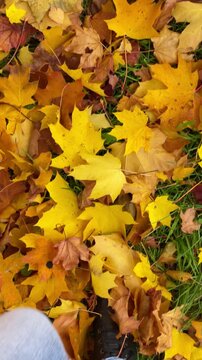 Legs walk over the autumn multi-colored maple foliage. View from above. Vertical footage.