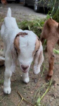 white baby goat kambing