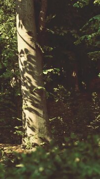 Sunlight filters through lush green leaves, casting playful shadows on the forest floor. The atmosphere is calm and enchanting, inviting exploration and reflection.