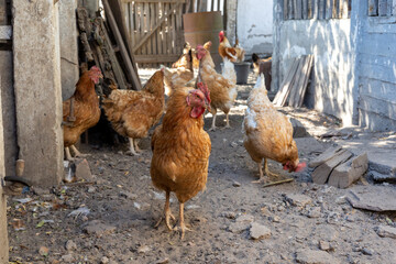 A charming photo collection capturing the lively atmosphere of a rustic farmyard, featuring free-range chickens, colorful roosters, and hens foraging in the sunlit countryside. © Fulop