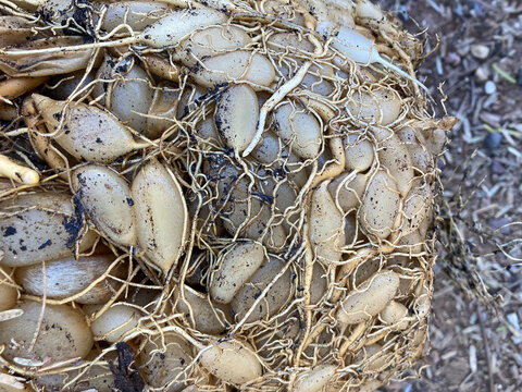Outdoor view looking down onto the exposed roots and nodules of an Asparugus myeri fern plant
