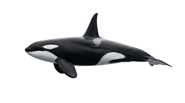 Large killer whale swims through the water against a solid gray background in this isolated studio shot.