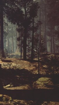 Sunlight filters through tall trees in a tranquil forest. Soft shadows dance on the forest floor, creating a peaceful atmosphere filled with the scent of pine and earthy moss.