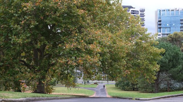 A pedestrian walking along a park trail beneath large plane trees with autumn foliage, against modern buildings in Melbourne, Australia. Concepts of urban nature, seasonal transition, city parkland