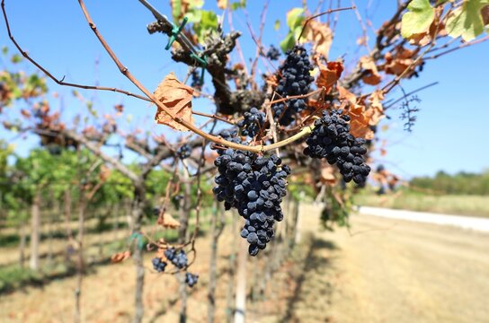 Bunches of red grapes on vine dried out because of the extremely hot and drought summer in western Europe.