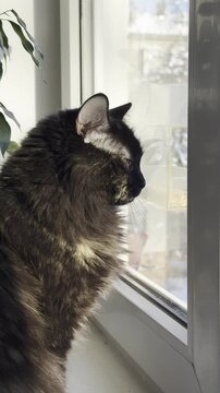 Black and brown cat looking out a window from different perspectives. Curious animal observing a winter landscape. Pet in indoor environment.