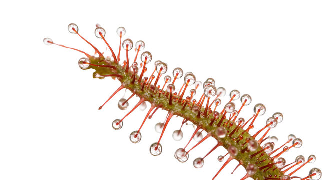 Close-up of a carnivorous sundew plant, a sticky insect trap, with glistening dew drops on its red tentacles, a fascinating botanical specimen isolated PNG with Transparent Background