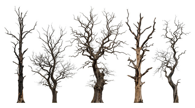 Five bare dead trees, a collection of leafless deciduous trees, dry wood branches for winter and autumn scenes, natural elements for environmental design isolated PNG with Transparent Background