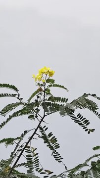 Yellow blossoms and green foliage swaying on a tree branch against an overcast sky
