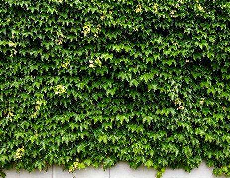 Close up of lush green ivy covering a brick wall.