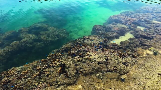 Shallow Clear Waters With Coral Reef And Tropical Fish At Bisezaki (Cape Bise) In Motobu, Okinawa, Japan. High-angle Panning Shot