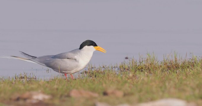 River Tern swallowing silver fish standing by water; slow motion macro Bird drinking sequence