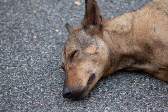 Stray dogs are commonly seen in Thailand.