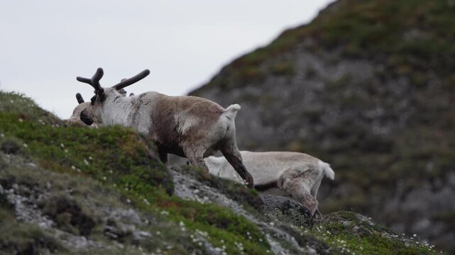 Reindeer climbing rocky alpine slope in Trollheimsund Norway, heads deep down as they graze, telephoto