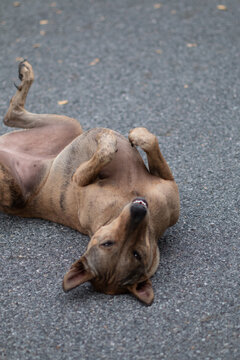 Stray dogs are commonly seen in Thailand.