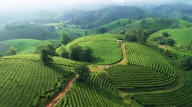 Aerial view of lush green tea hills in Long Coc, Phu Tho, Vietnam.