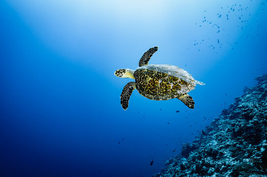 Majestic sea turtle glides through deep blue water