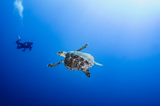 Sea turtle swims past a scuba diver in blue ocean