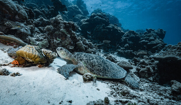 Green sea turtle resting on sandy ocean floor