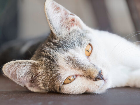 Ritratto ravvicinato di gatto bianco e tigrato rilassato