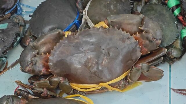  live mud crab with powerful claws