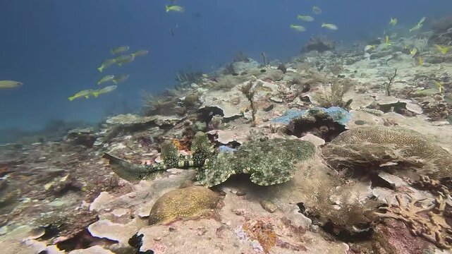 Wobbegong Shark @ Raja Ampat, Indonesia
